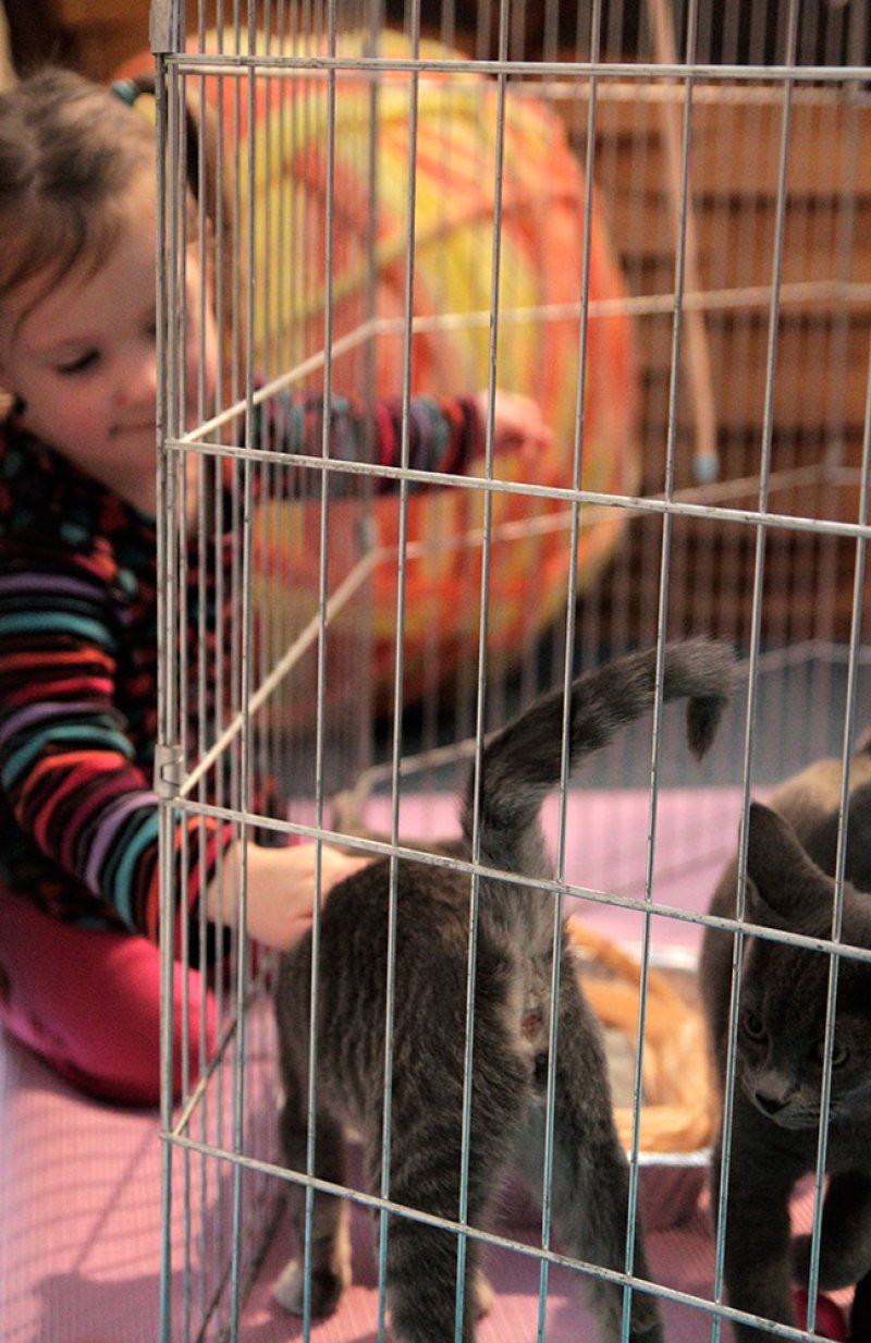 A young girl in a striped shirt reaches into a metal cage with two grey kittens, one facing away, on a pink mat.
