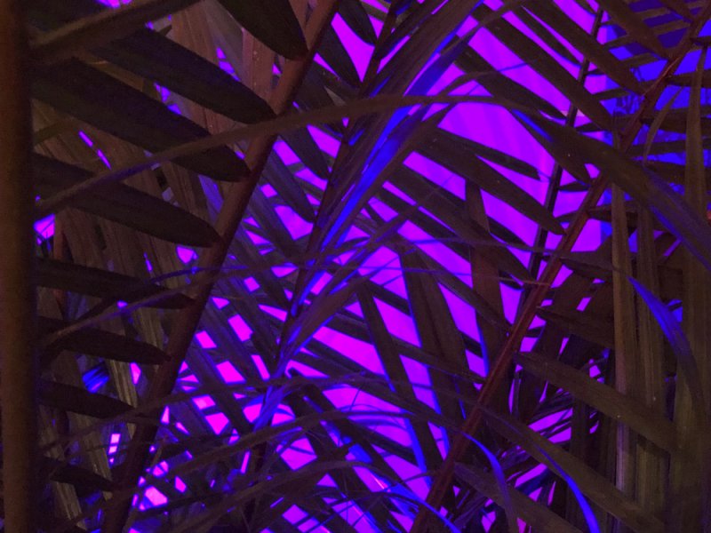Dark palm fronds silhouetted against a vibrant purple and magenta light, creating a dense, abstract pattern.